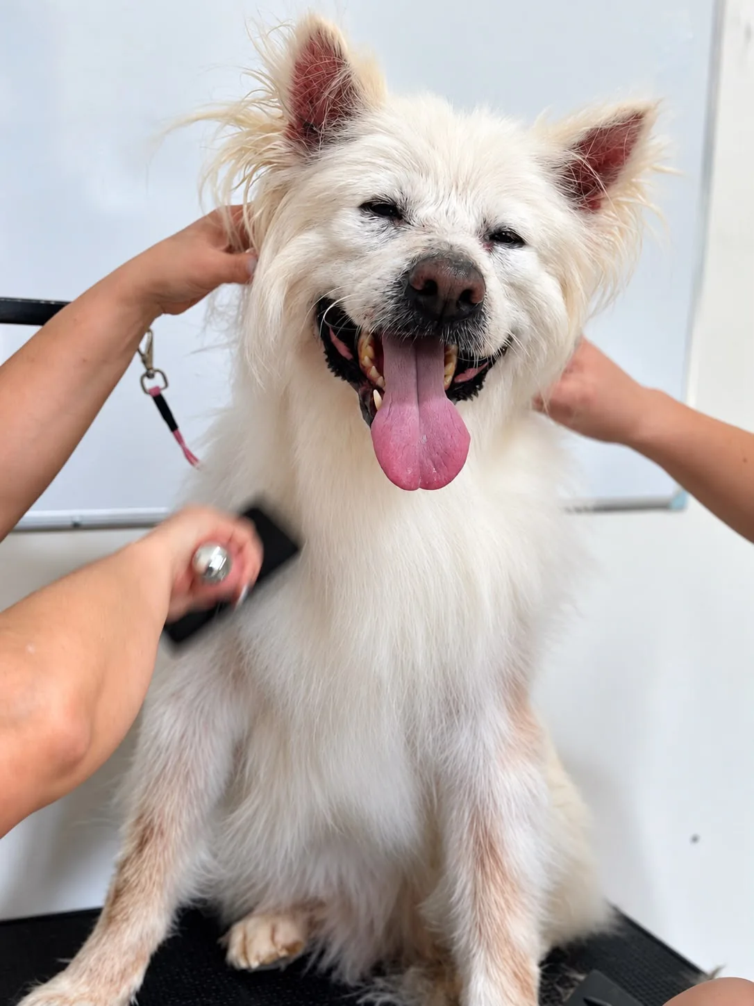 Cachorro branco recebendo cuidados de escovação