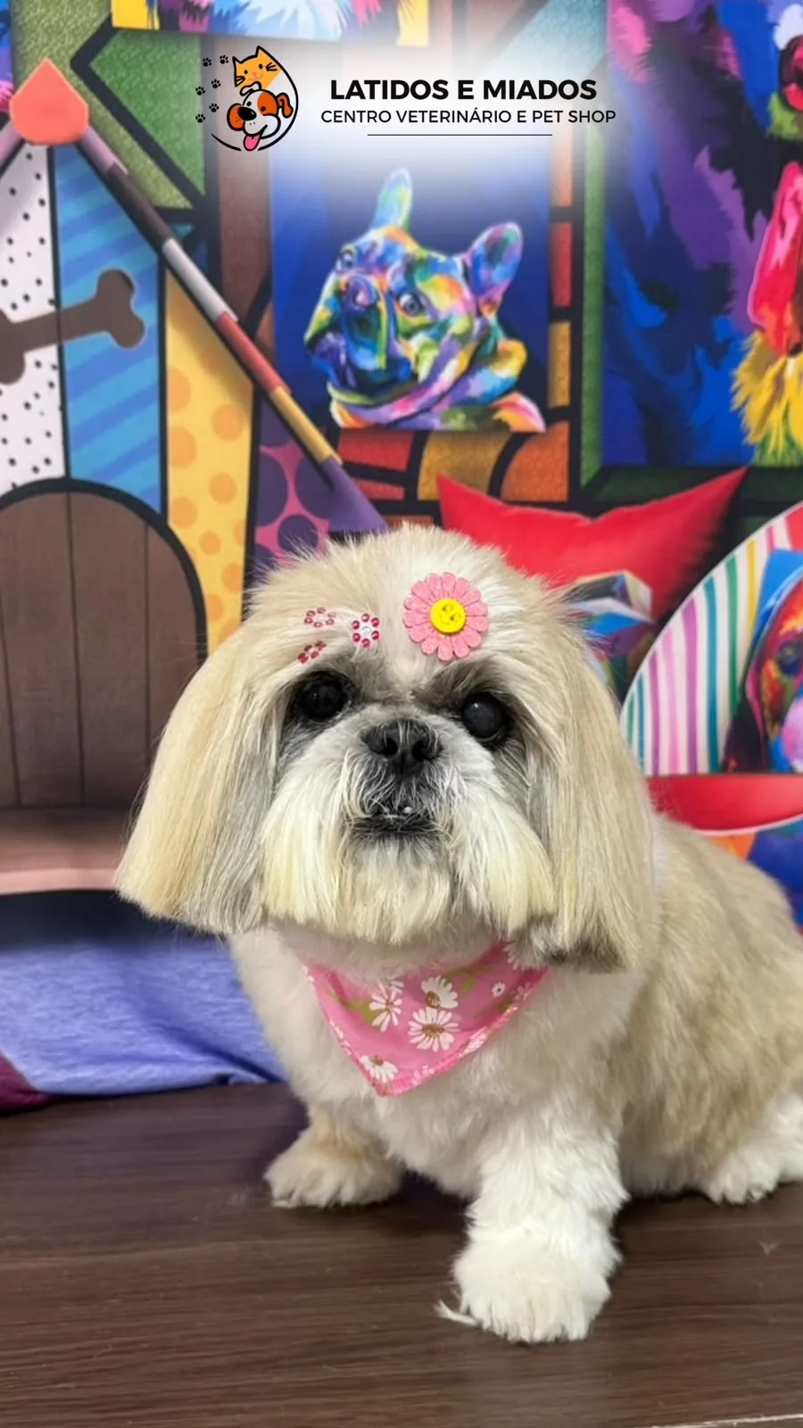 Cachorrinha após banho e tosa com bandana rosa