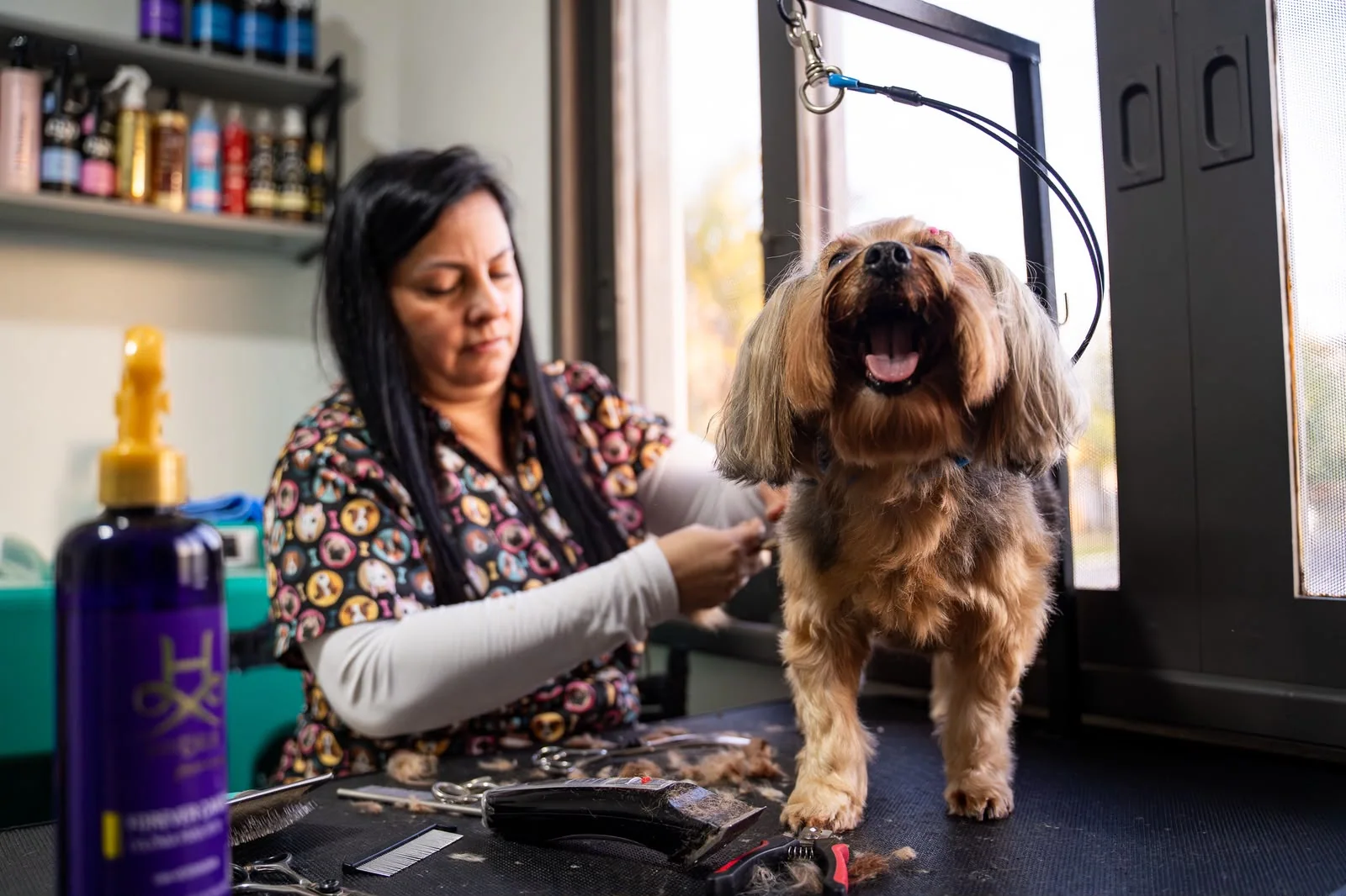 Profissional cuidando da pelagem de um cão na área de banho e tosa