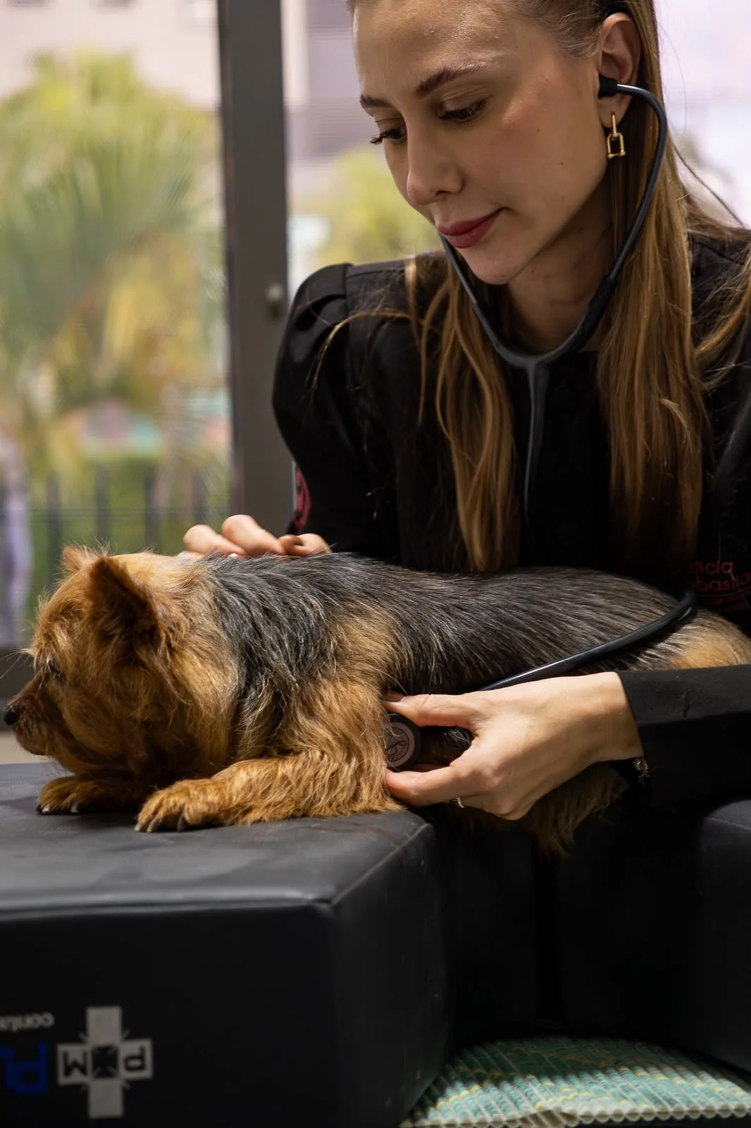 Atendimento especializado em cardiologia veterinária em cão