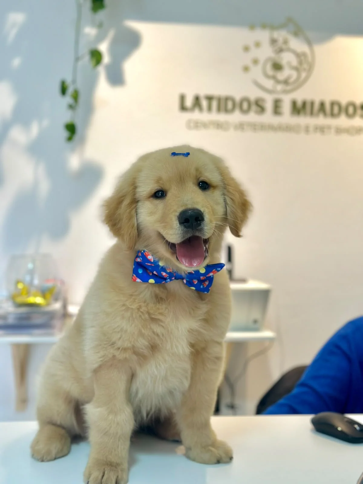Filhote de golden retriever recebendo carinho na Latidos & Miados